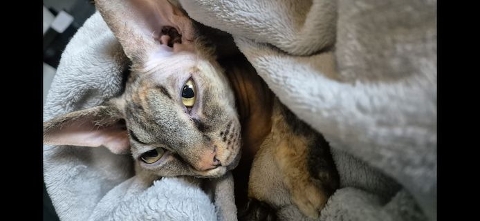 Don Sphynx Katze