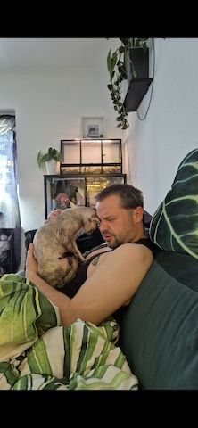 Don Sphynx Katze