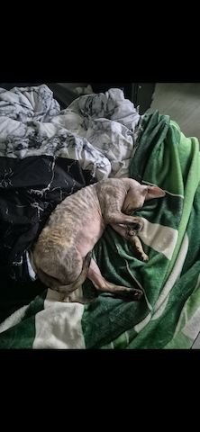Don Sphynx Katze