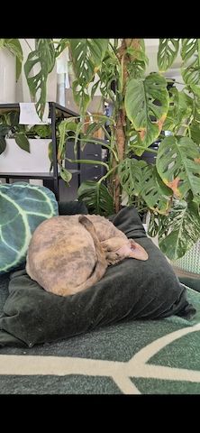 Don Sphynx Katze