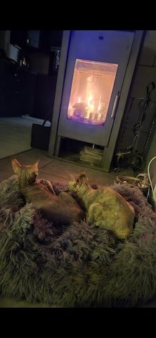 Don Sphynx Katze