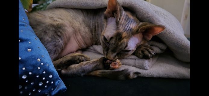 Don Sphynx Katze