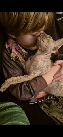 Don Sphynx Katze