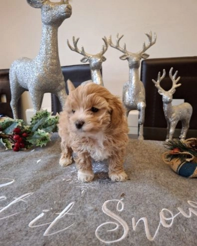 Maltipoo-Welpen