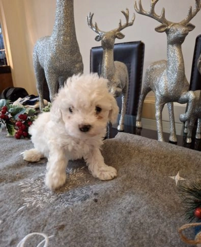 Maltipoo-Welpen
