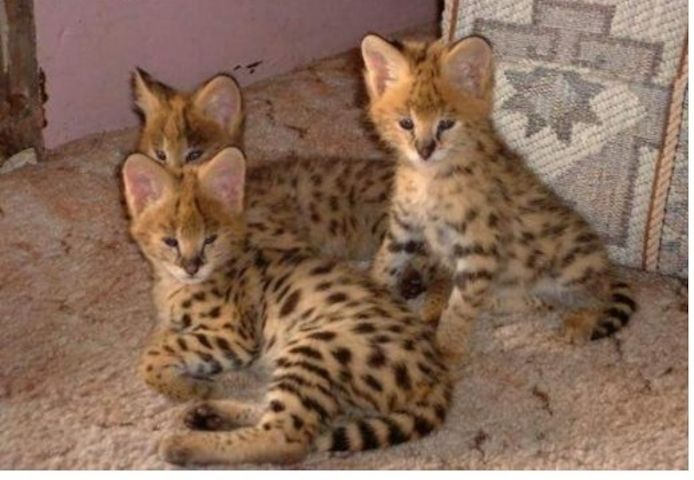 Savannah f4, f5, f6 Kätzchen verfügbar