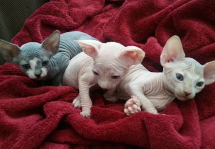Sphynx-Kätzchen