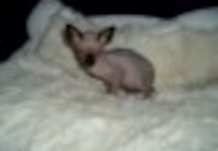 Sphynx-Kätzchen zu verkaufen