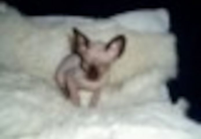 Sphynx-Kätzchen zu verkaufen