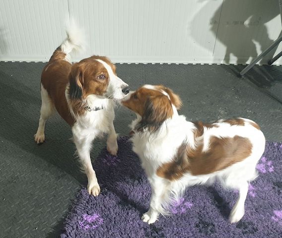 Wurfankündigung reinrassige Kooikerhondje Welpen