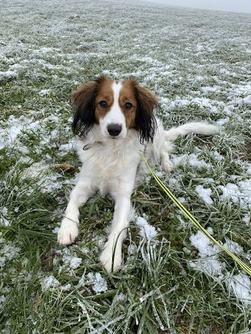 Wurfankündigung reinrassige Kooikerhondje Welpen