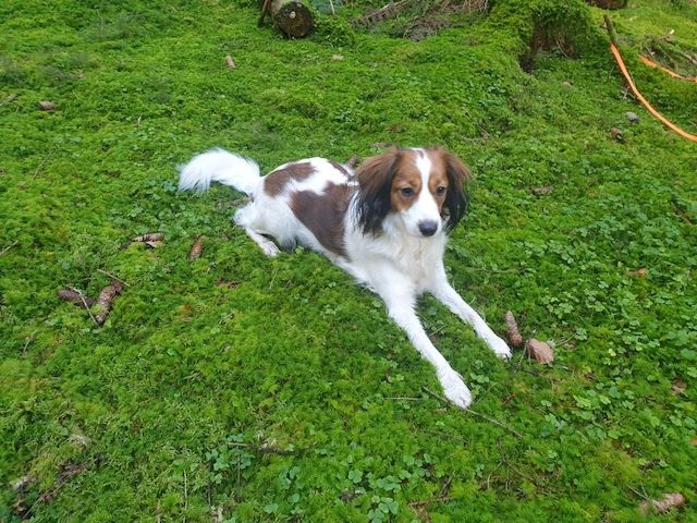 Wurfankündigung reinrassige Kooikerhondje Welpen