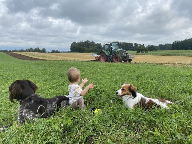 Wurfankündigung reinrassige Kooikerhondje Welpen