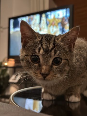 Hauskatze EKH jung Katze