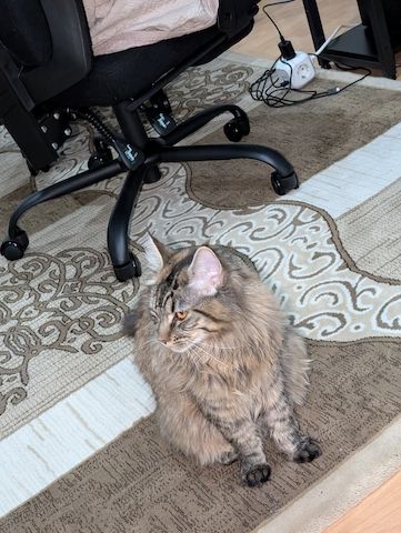Reinrassige Maine Coon Katze – verspielt & neugierig – abzugeben