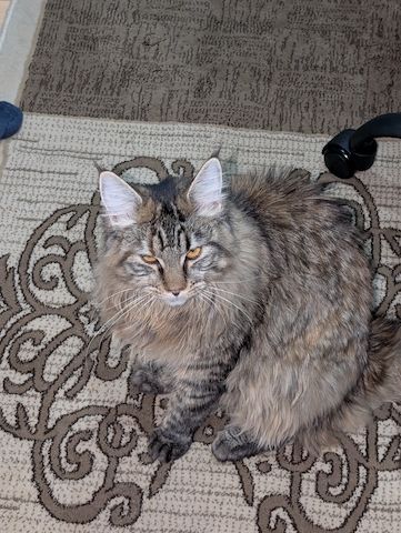 Reinrassige Maine Coon Katze – verspielt & neugierig – abzugeben