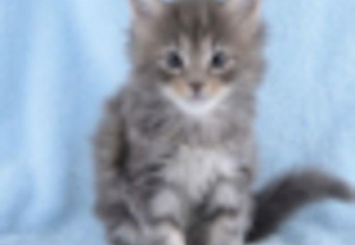 Maine Coon Kätzchen zu verkaufen
