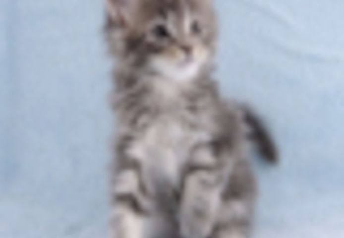 Maine Coon Kätzchen zu verkaufen