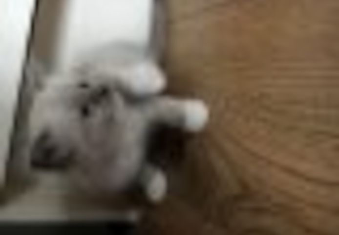Ragdoll-Kätzchen zu verkaufen