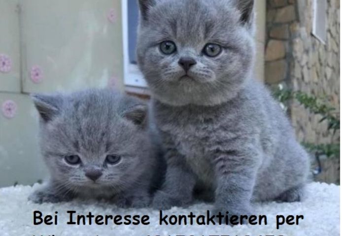 Gesunde Britisch Kurzhaar Kätzchen