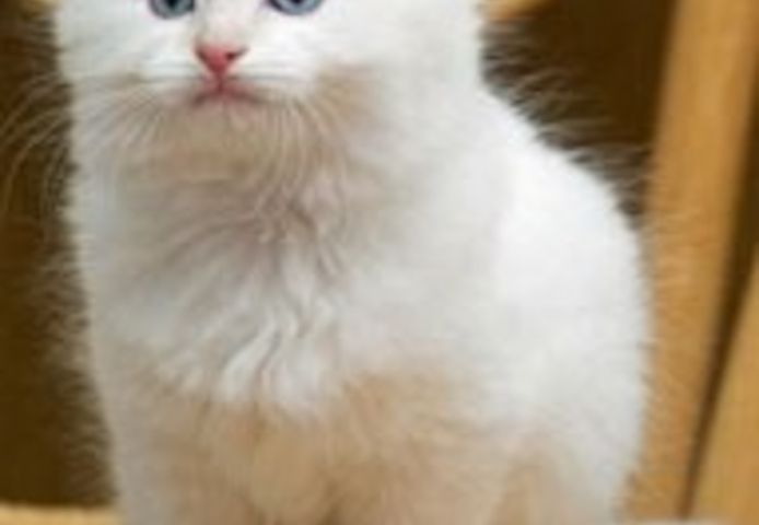 Wunderschöne Ragdoll-Katzen