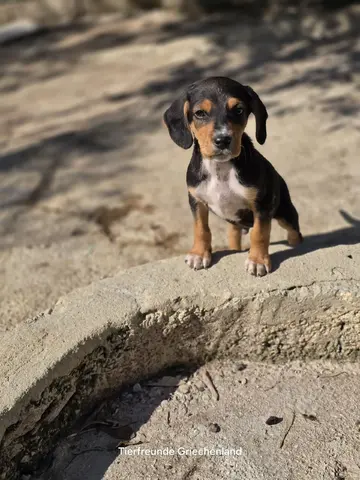 Filou