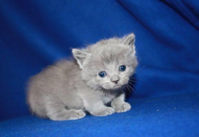 Munchkin-Kätzchen zur Adoption