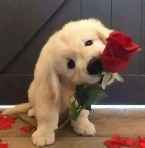 Familienfreundliche Golden Retriever Welpen