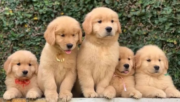 Familienfreundliche Golden Retriever Welpen