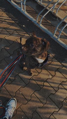 Mischlings Hund