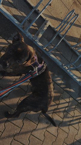 Mischlings Hund
