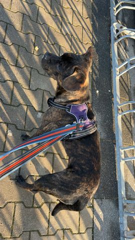 Mischlings Hund