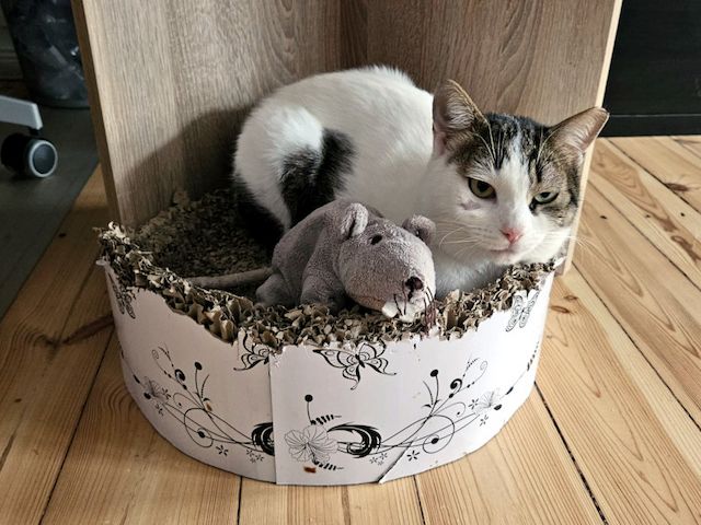 KARDOULIS - fröhlicher Kater (FIV/FeLV +) sucht Sonnenplatz