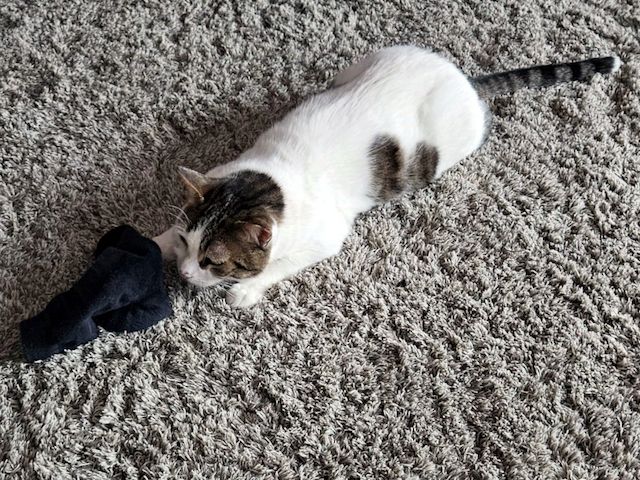 KARDOULIS - fröhlicher Kater (FIV/FeLV +) sucht Sonnenplatz