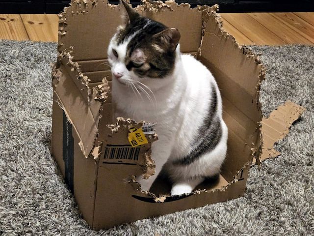 KARDOULIS - fröhlicher Kater (FIV/FeLV +) sucht Sonnenplatz
