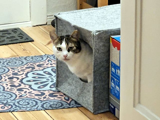 KARDOULIS - fröhlicher Kater (FIV/FeLV +) sucht Sonnenplatz