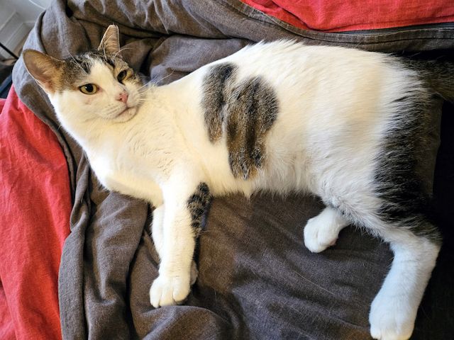 KARDOULIS - fröhlicher Kater (FIV/FeLV +) sucht Sonnenplatz