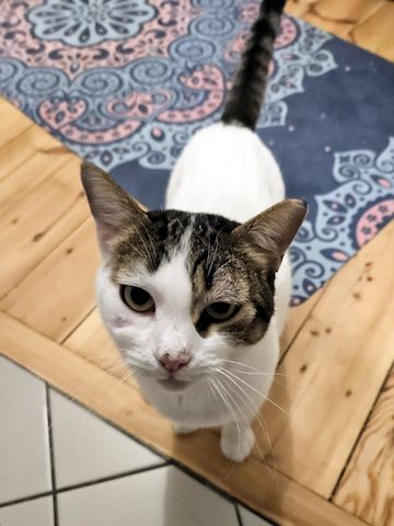 KARDOULIS - fröhlicher Kater (FIV/FeLV +) sucht Sonnenplatz
