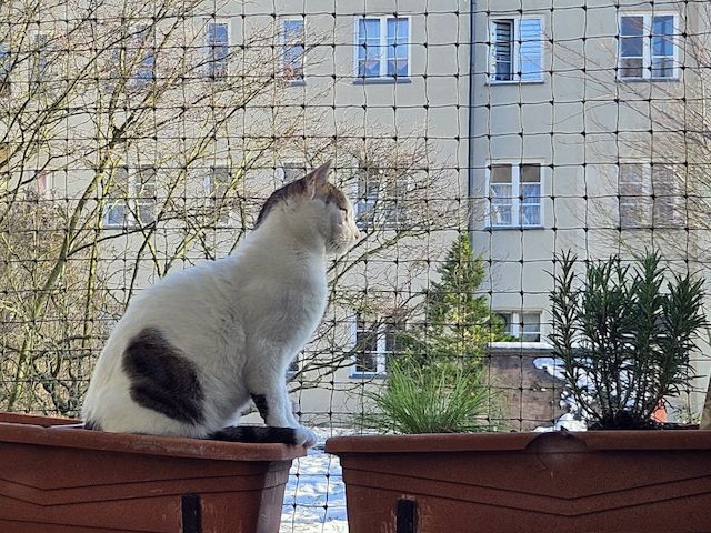KARDOULIS - fröhlicher Kater (FIV/FeLV +) sucht Sonnenplatz