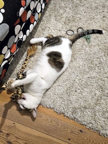 KARDOULIS - fröhlicher Kater (FIV/FeLV +) sucht Sonnenplatz