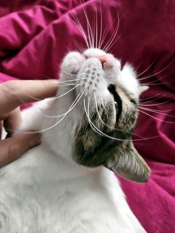 KARDOULIS - fröhlicher Kater (FIV/FeLV +) sucht Sonnenplatz