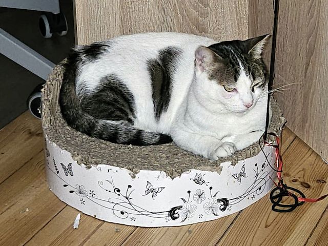KARDOULIS - fröhlicher Kater (FIV/FeLV +) sucht Sonnenplatz