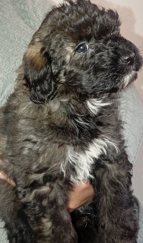 Tibet Zwergpudel Welpen Pudel 🐩