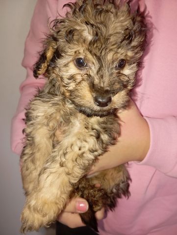 Tibet Zwergpudel Welpen Pudel 🐩