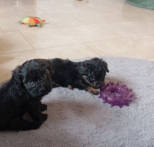 Tibet Zwergpudel Welpen Pudel 🐩