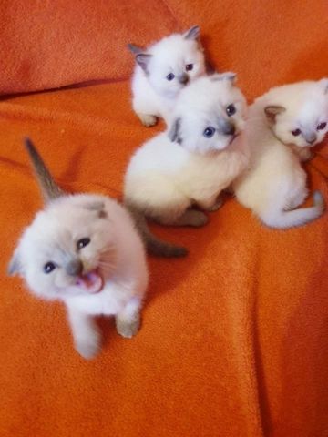 Ragdoll-Kätzchen zu verkaufen