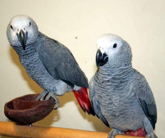 Kongo Graupapageien Babys.