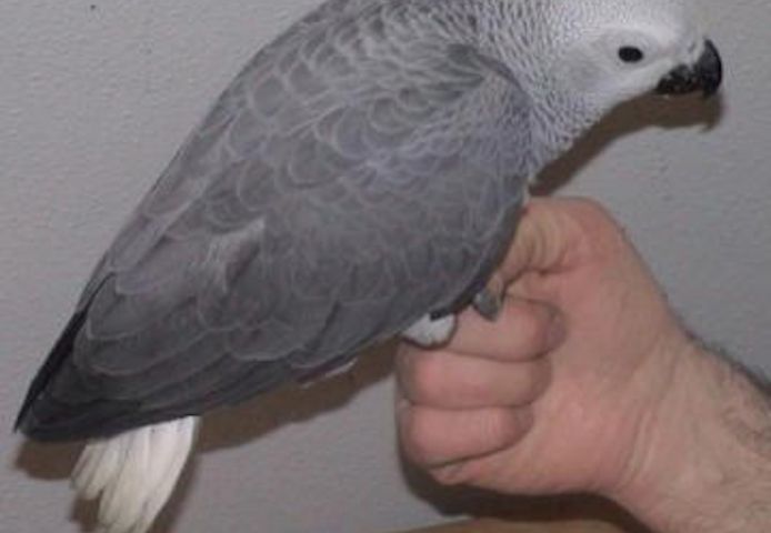 Kongo Graupapageien Babys.