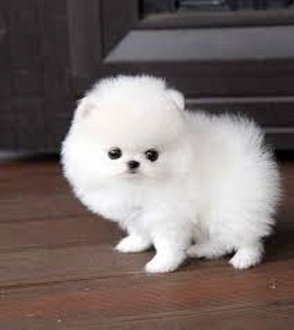 Mini Pomeranian Zwergspitz welpen.