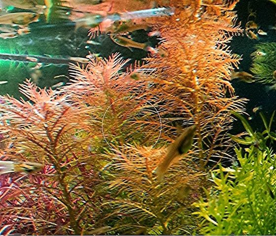 Amerikanisches Kammblatt,  Aquarienpflanze, Versand/ Abholung